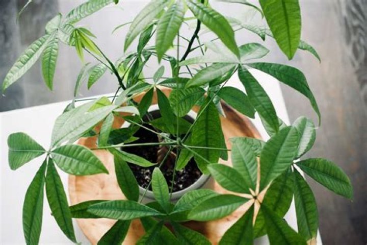 Can money plants live outside UK
