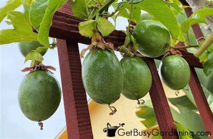 Can passion fruit grow in Arizona