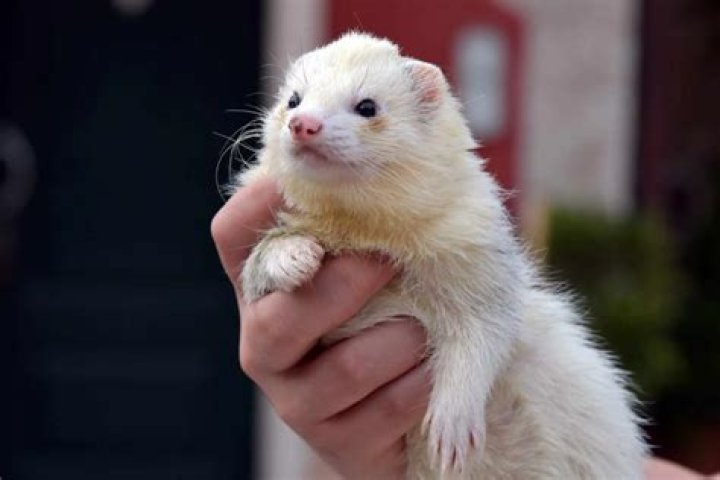Can pet ferrets live outside