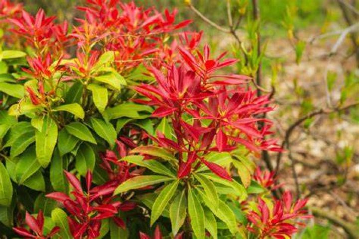 Can Pieris grow in shade