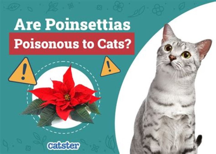 Can poinsettias harm cats