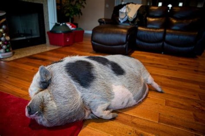 Can pot bellied pigs live inside