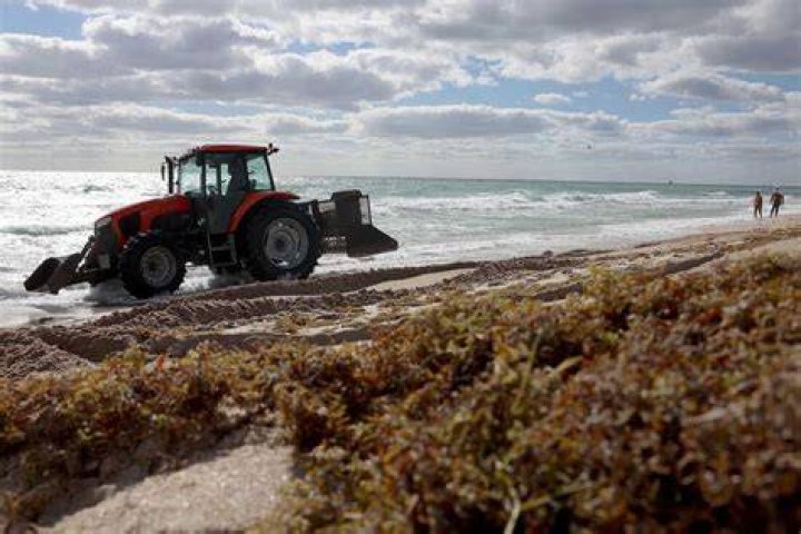 Can Sargassum seaweed be eaten