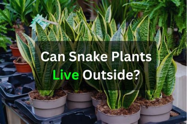 Can snake plant live outside