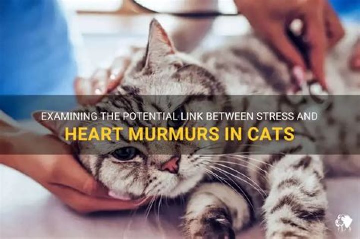 Can stress cause a heart murmur in cats