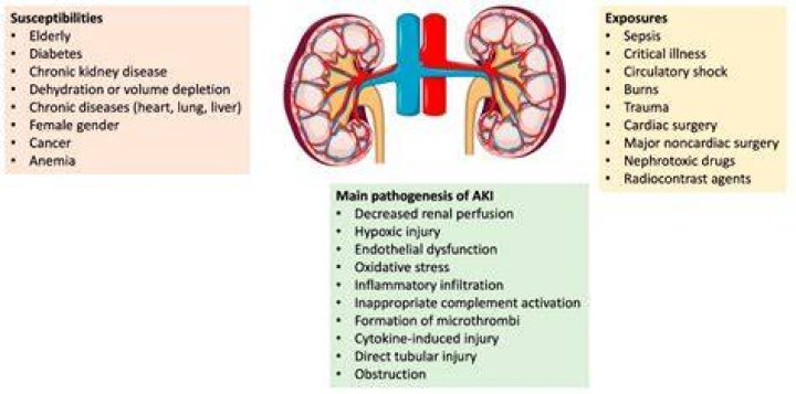Can too much iron affect your kidneys
