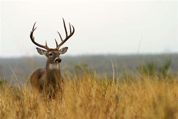 Can you bait deer in Massachusetts