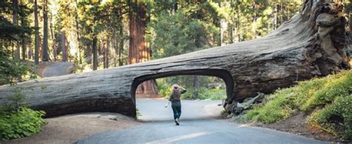 Can you drive through Hoh rainforest