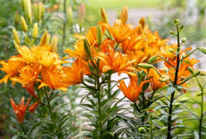 Can you eat day lilies