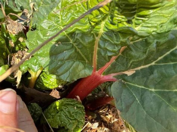 Can you eat hollow rhubarb stalks