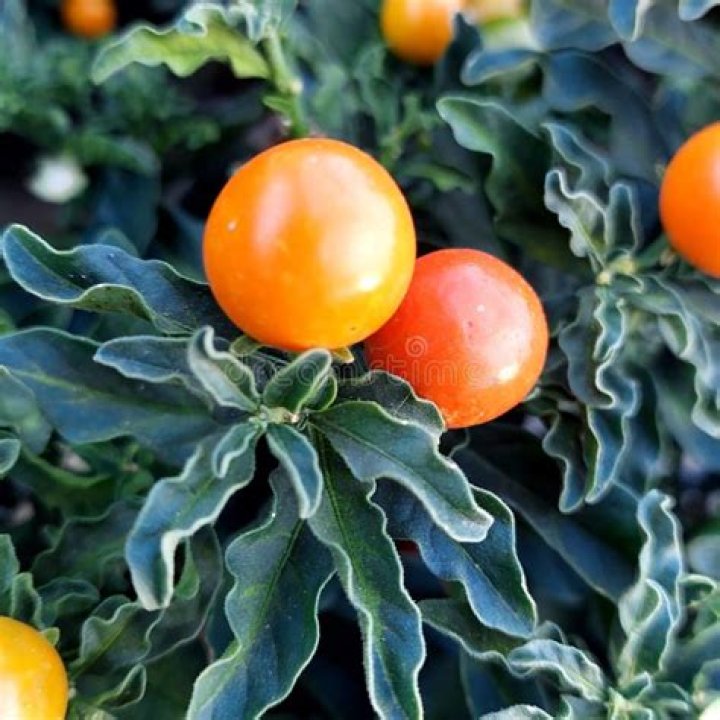 Can you eat Jerusalem cherry