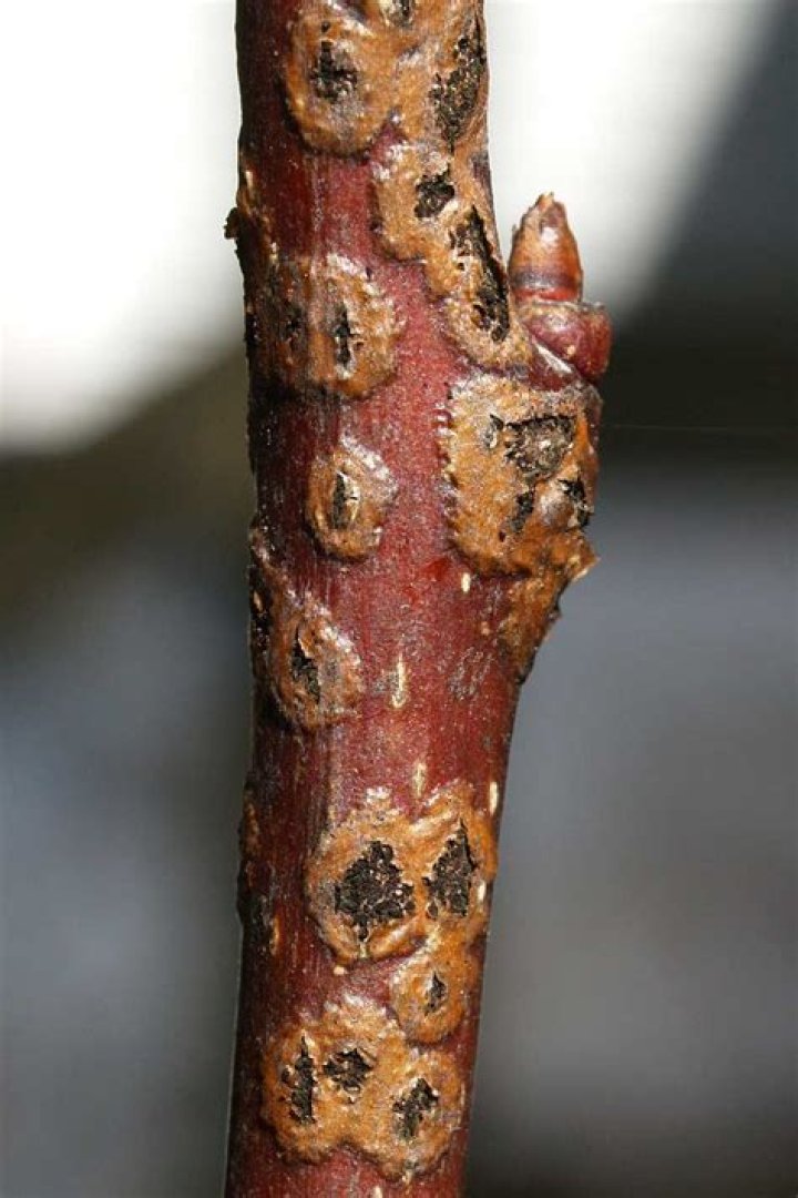 Can you eat pear scab