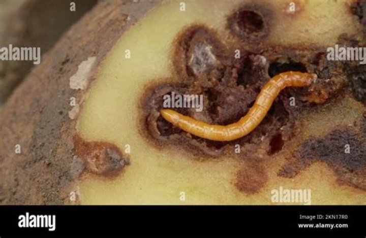 Can you eat potatoes with wireworm