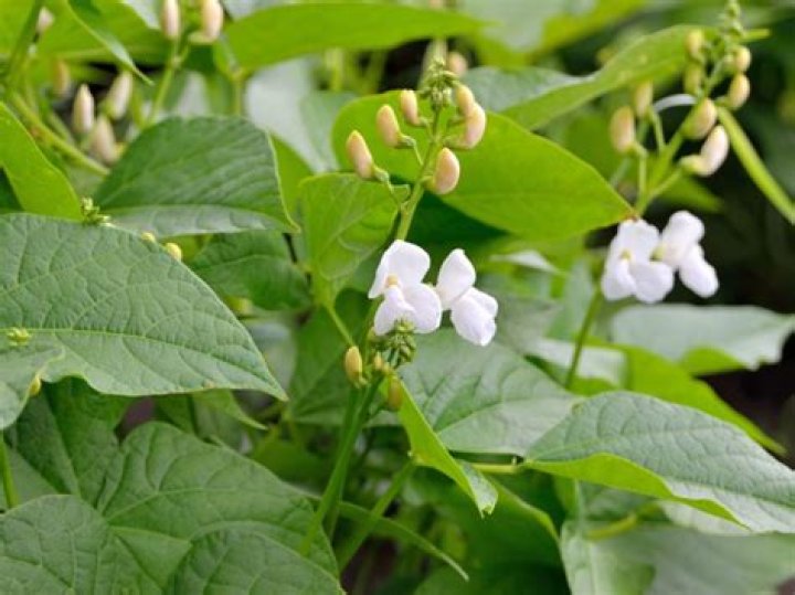 Can you eat runner bean flowers