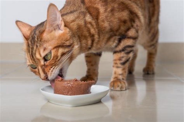 Can you eat too much pate