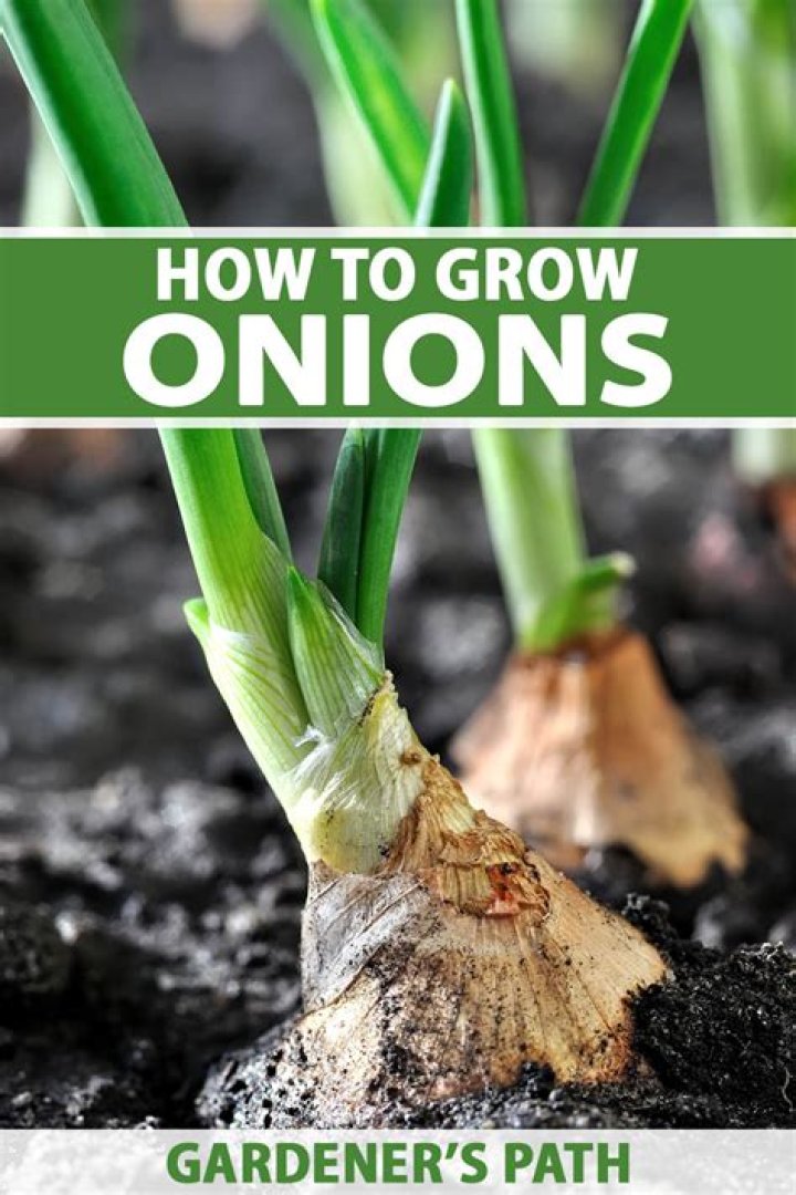 Can you grow onions in the winter