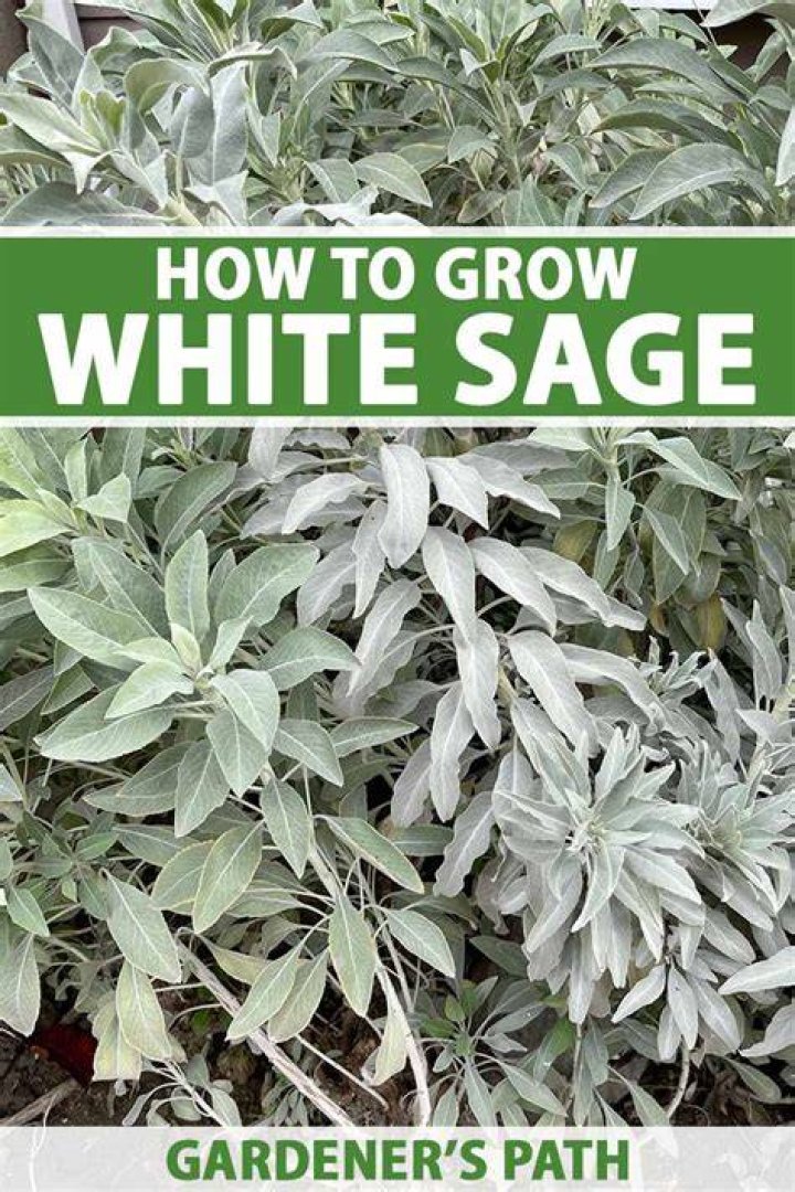 Can you grow white sage in Florida