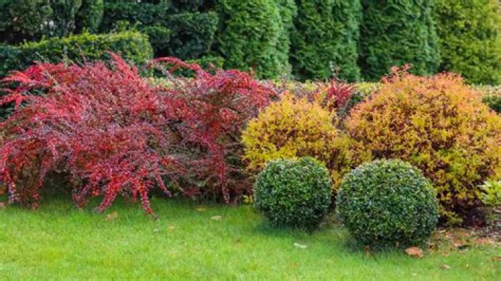 Can you plant bushes in October