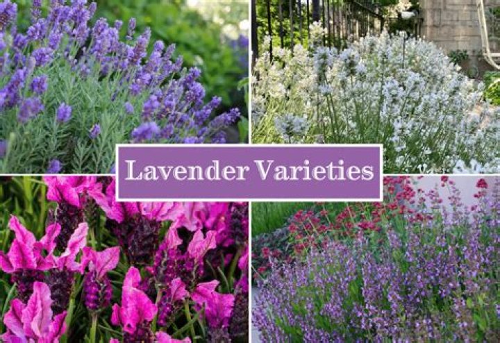 Can you plant lavender with other flowers