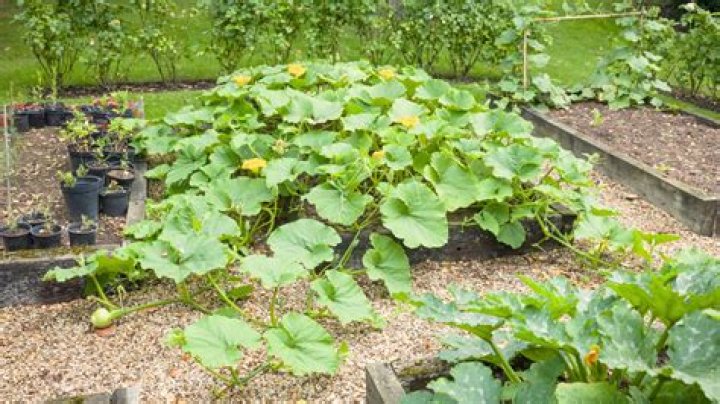 Can you plant squash and melons together