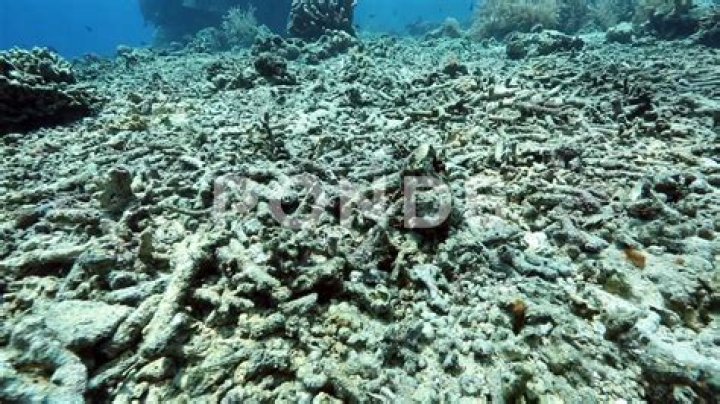 Can you sell dead coral