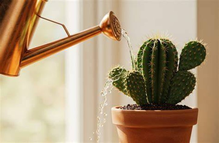 Can you water a cactus with tap water