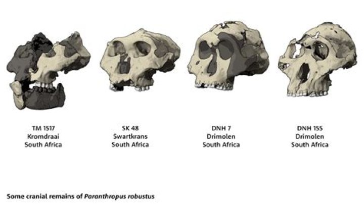 Did Paranthropus use tools