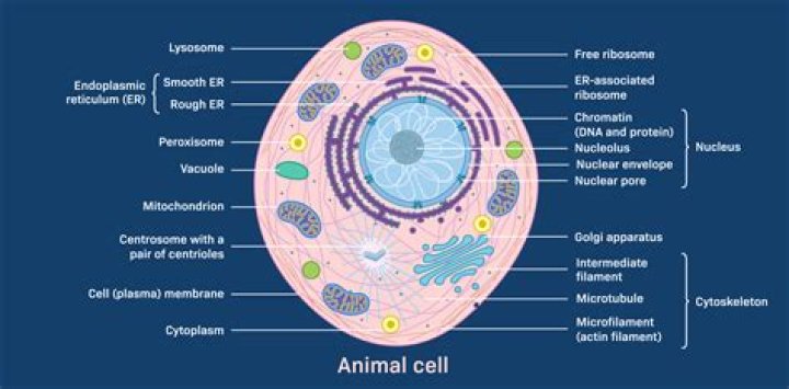 Do all cells contain a cell wall