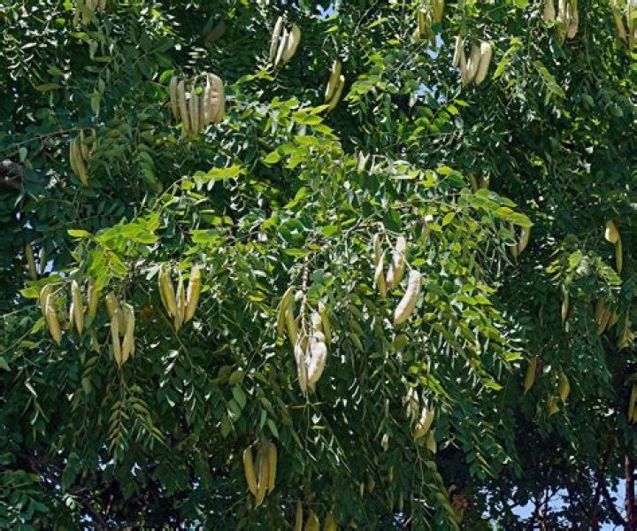 Do all Kentucky coffee trees have pods