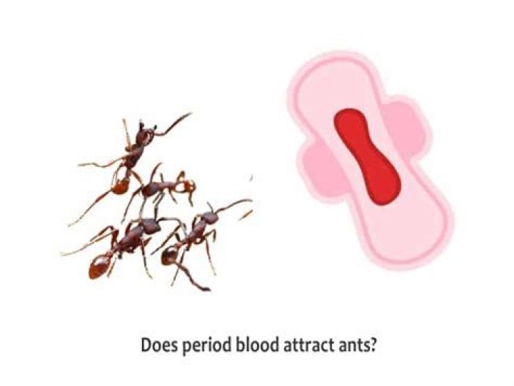 Do ants eat blood