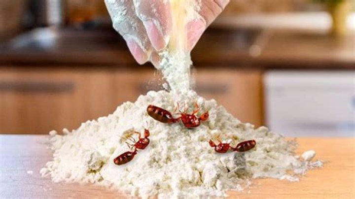Do ants hate flour