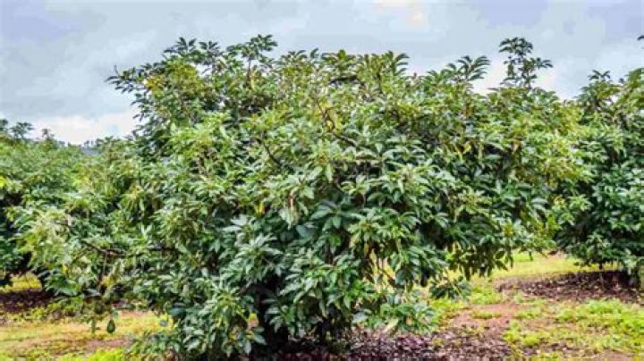 Do avocado trees shed leaves