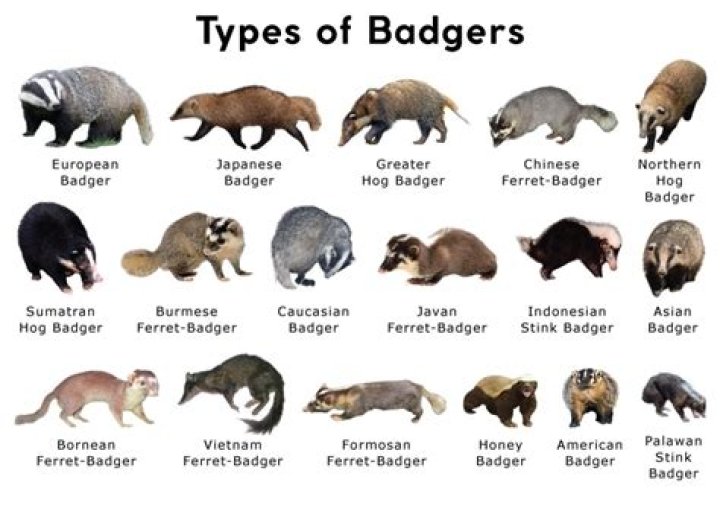 Do badgers live in the United States