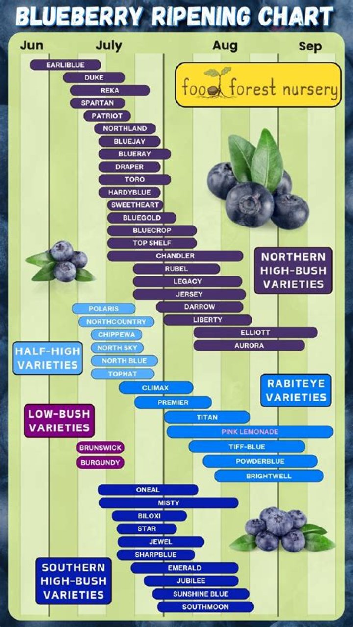 Do blueberries grow year round
