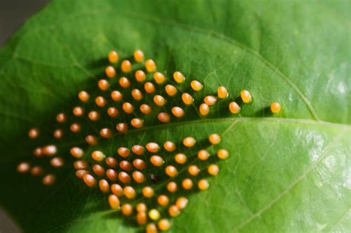 Do caterpillars carry eggs on their back