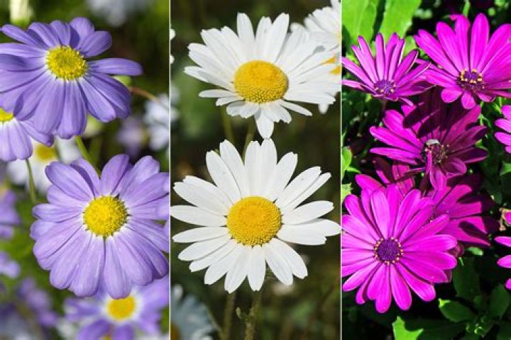 Do daisies grow in the wild
