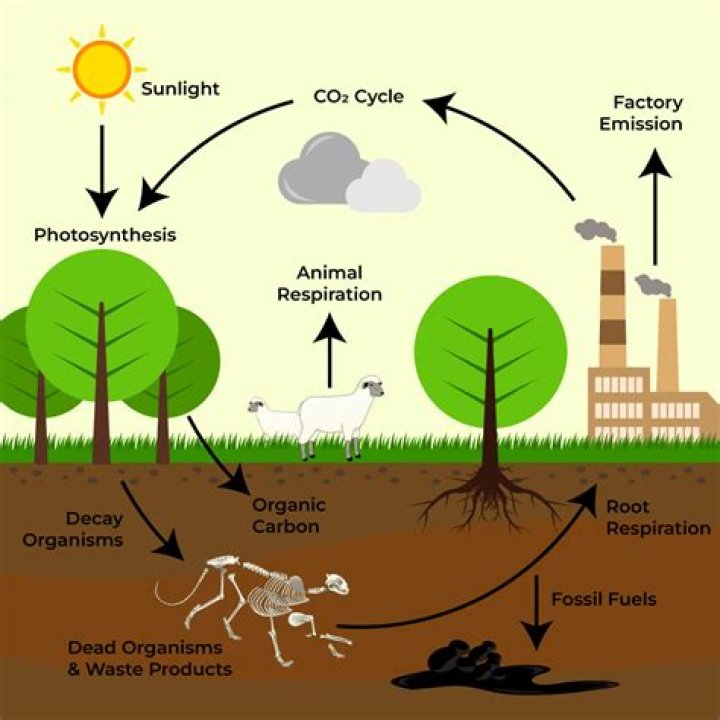 Do dead plants release carbon dioxide