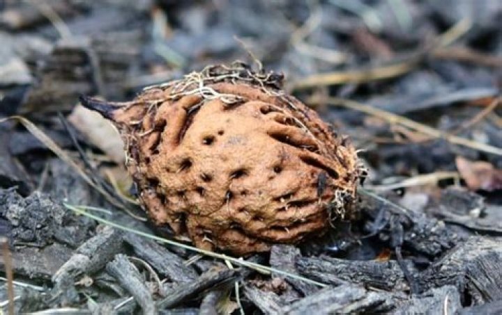Do deer eat peach pits
