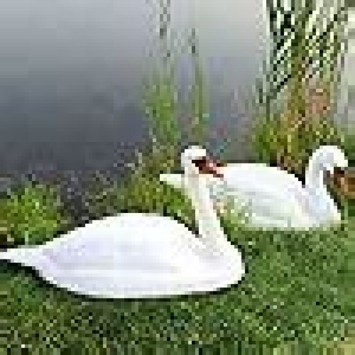 Do fake swans deter geese