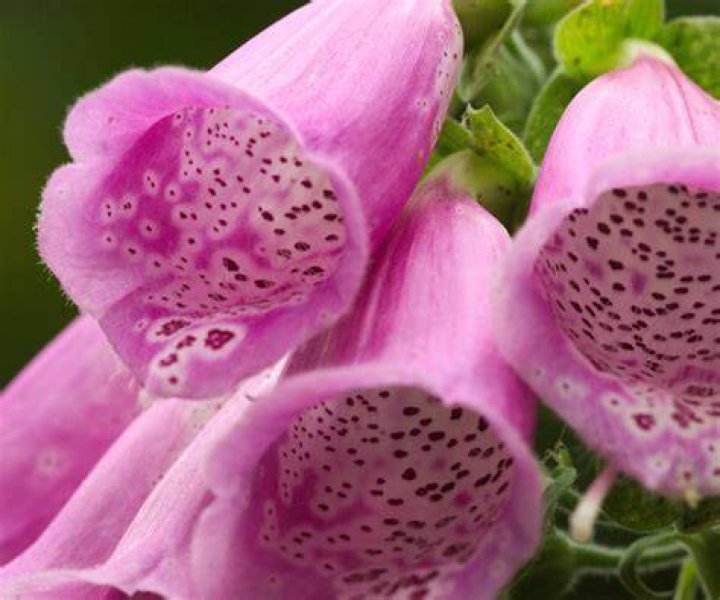 Do Foxgloves flower more than once
