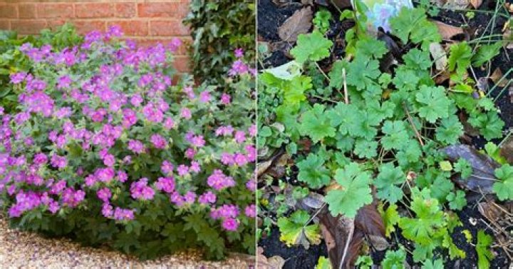 Do geraniums have a scent