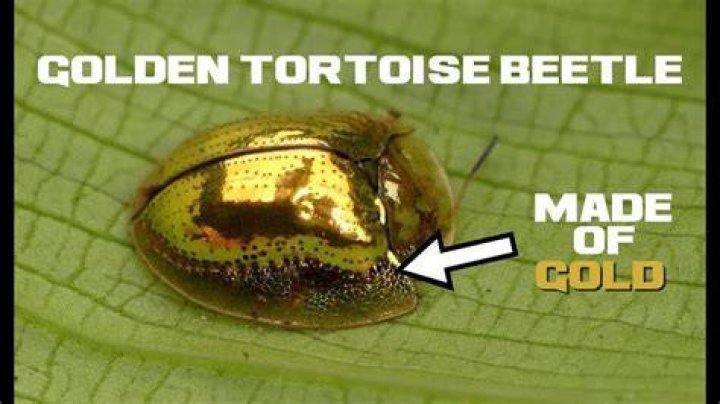 Do golden tortoise beetles bite