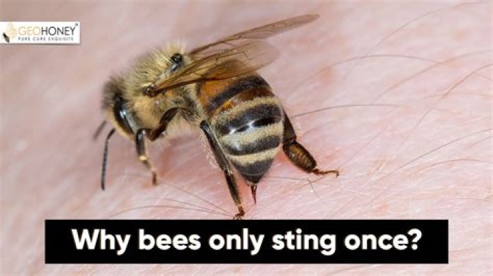 Do honey bees only sting once