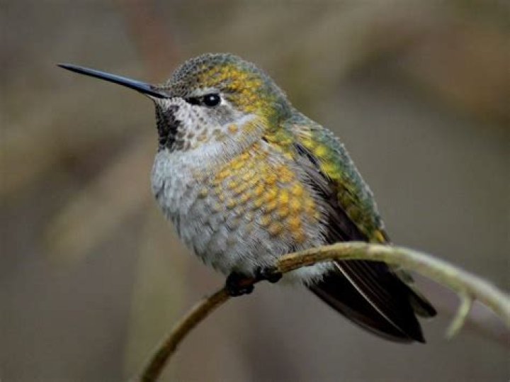 Do hummingbirds come to Central Florida