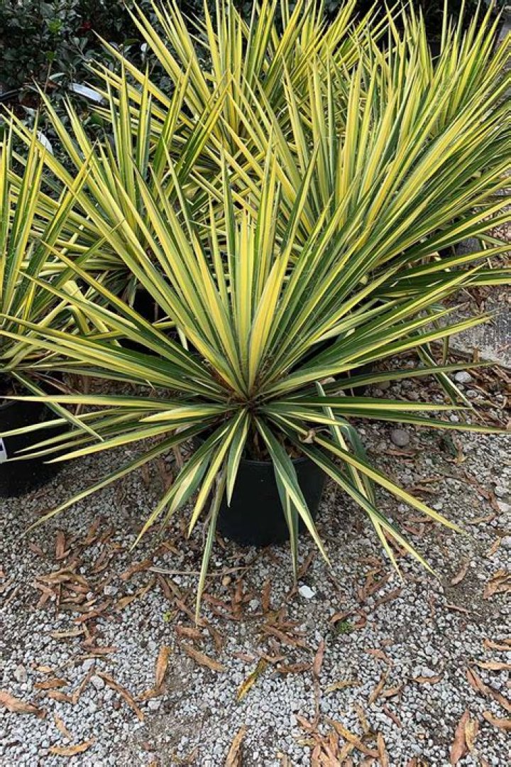 Do hummingbirds like yucca plants