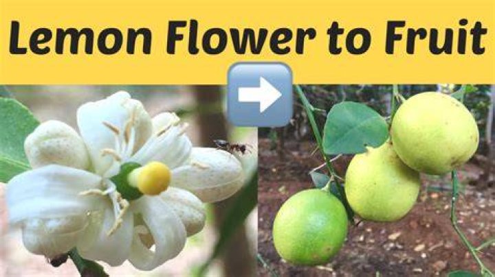 Do lemons grow in Hawaii