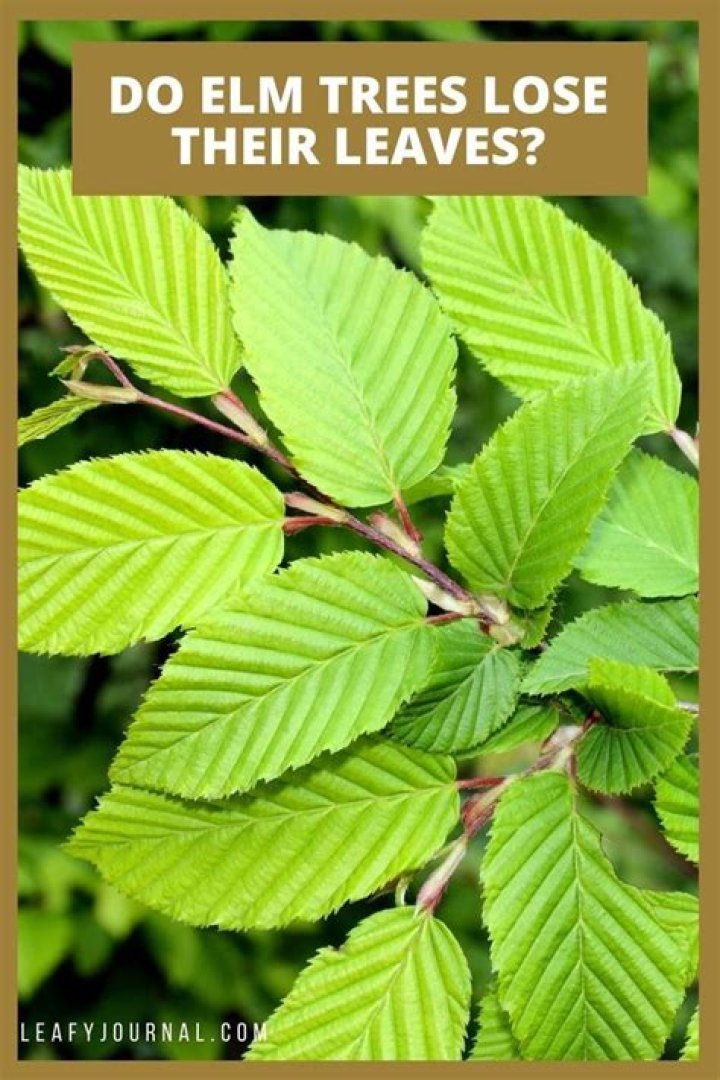 Do lilac trees lose their leaves