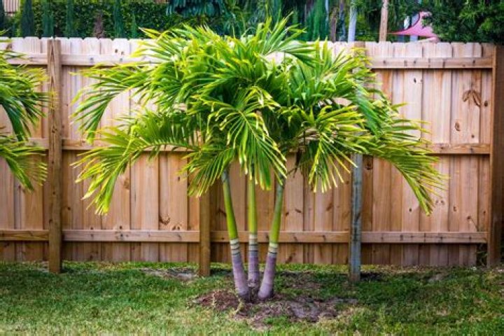 Do palm trees grow in Cornwall