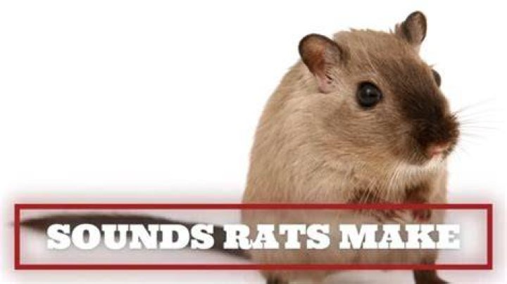 Do rats make a chirping noise at night