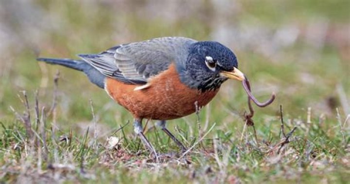 Do robins eat bugs
